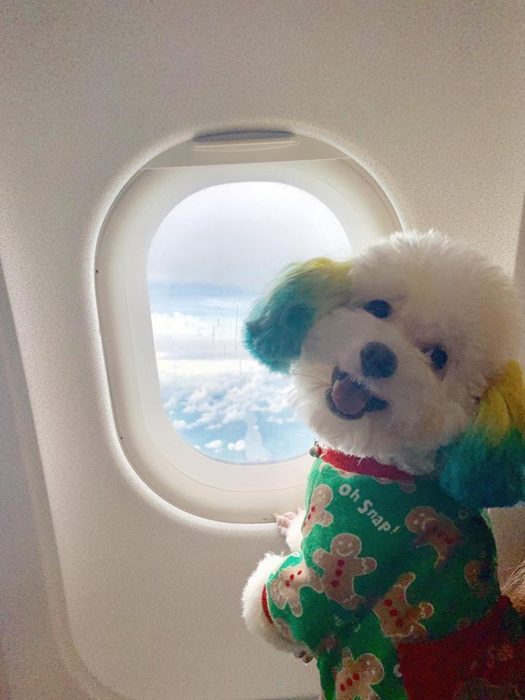 Mujer lleva de viaje a su perro french poodle blanco con orejas teñidas de verde y amarillo, can viajando en avión con suéter verde de galletas de gengibre