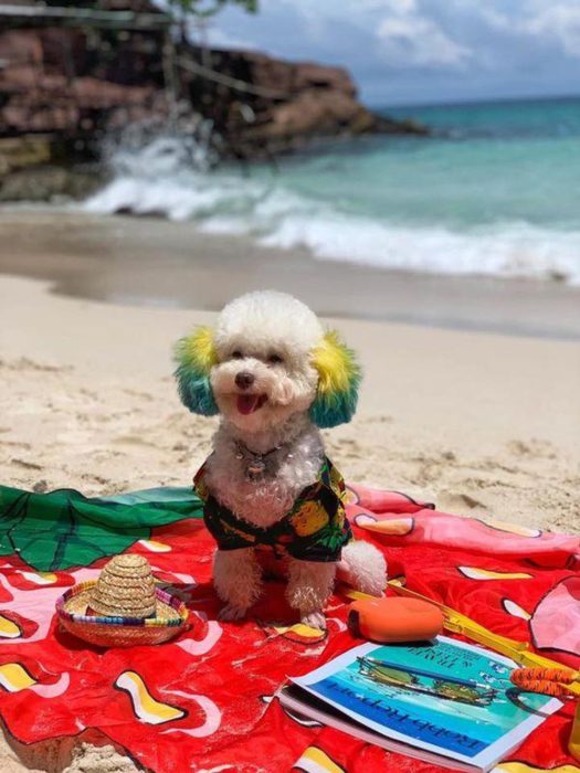 Mujer lleva de viaje a su perro french poodle blanco con orejas teñidas de verde y amarillo; perrhijo feliz en cobija en la playa