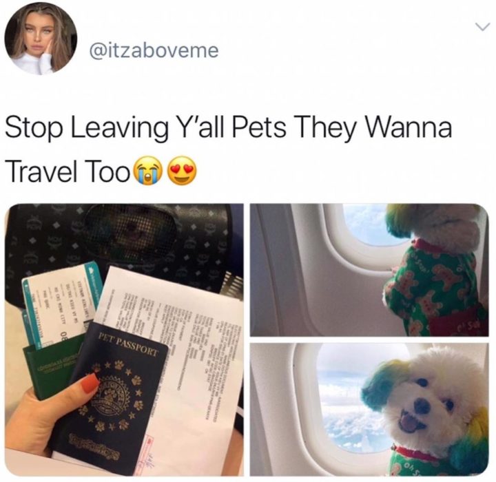 Mujer lleva de viaje a su perro french poodle blanco con orejas teñidas de verde y amarillo