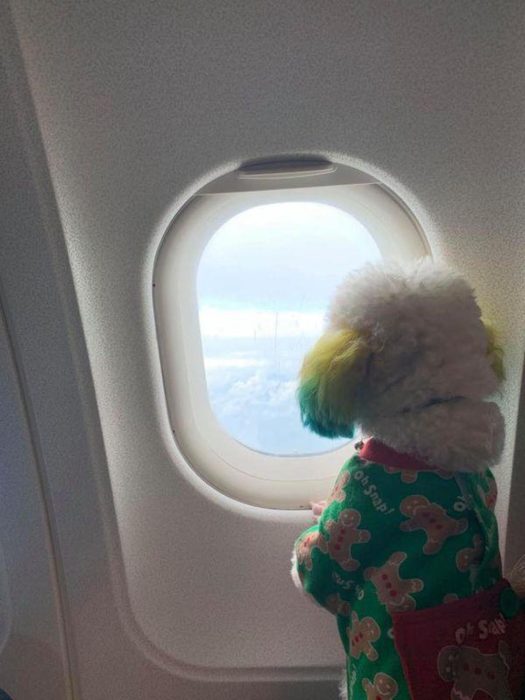 Mujer lleva de viaje a su perro french poodle blanco con orejas teñidas de verde y amarillo, can viajando en avión con suéter verde de galletas de gengibre, mirando por la ventana