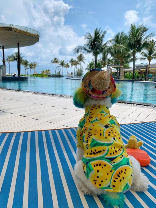 Mujer lleva de viaje a su perro french poodle blanco con orejas teñidas de verde y amarillo; can al lado de la alberca con sombrero estilo mexicano y camisa de sandías amarillas