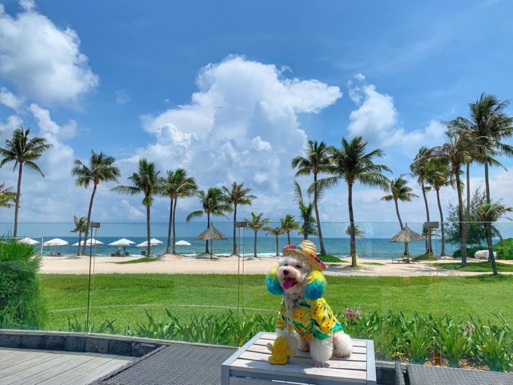 Mujer lleva de viaje a su perro french poodle blanco con orejas teñidas de verde y amarillo; canino en la costa de la playa con sombrero estilo mexicano, camisa de sandías amarillas y peluche de pollo