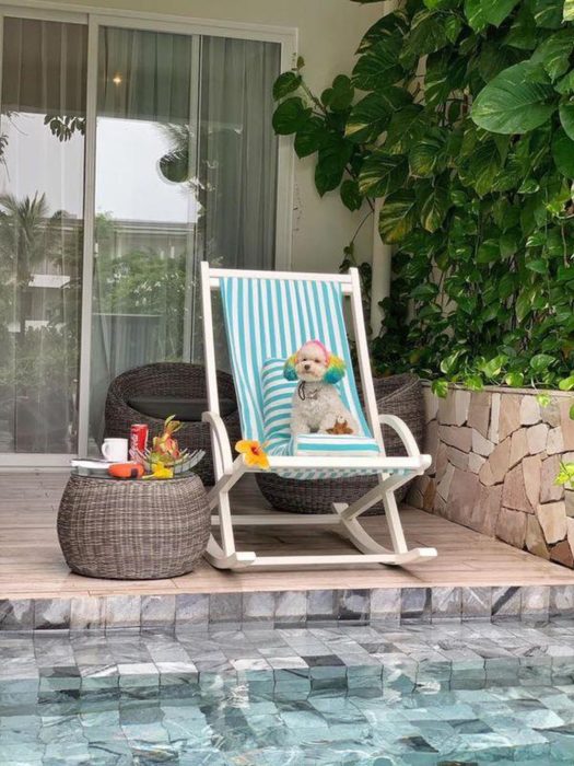 Mujer lleva de viaje a su perro french poodle blanco con orejas teñidas de verde y amarillo; perrhijo sentado en una silla playera al lado de la alberca