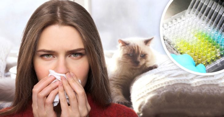 ¡Buenas noticias para los amantes de los gatos! Crean vacuna para eliminar la alergia