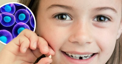 Dientes de leche contienen células madre que ayudan a combatir enfermedades: estudio