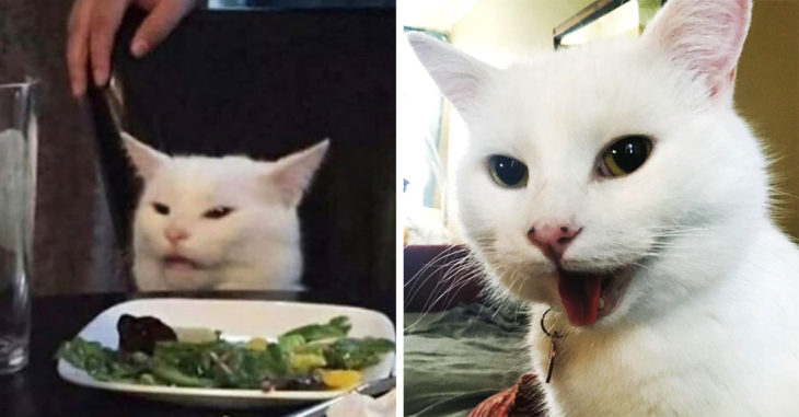 El gatito en la mesa tiene más fotos y es lo más adorable que podrás ver