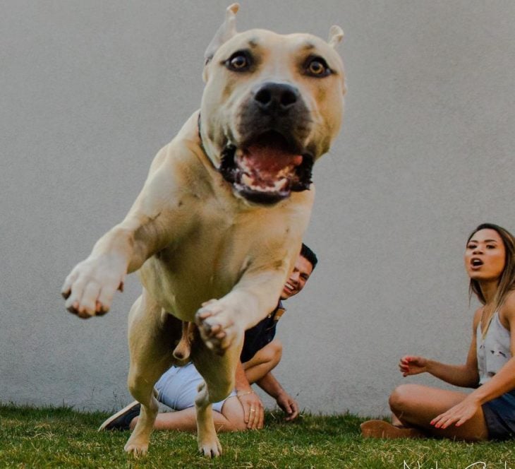 Cachorro de una pareja saltando sobre el fotógrafo en una sesión save the date