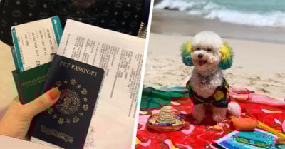 Este lomito se fue de vacaciones a la playa ¡y nosotras lo envidiamos!