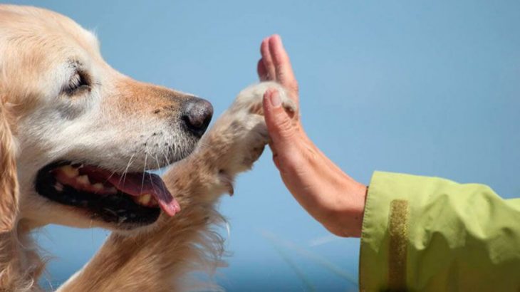 Perro uniendo su patita junto a mano de mujer