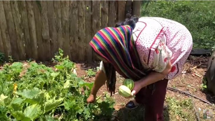 Ángela del canal 'De mi Rancho a Tu Cocina' agachada tomando calabacitas de su huerto