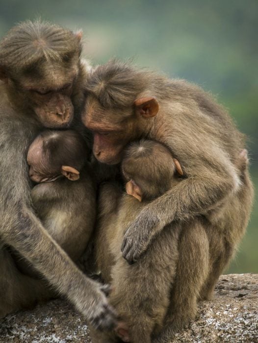 Familia de monos abrazados en la selva 