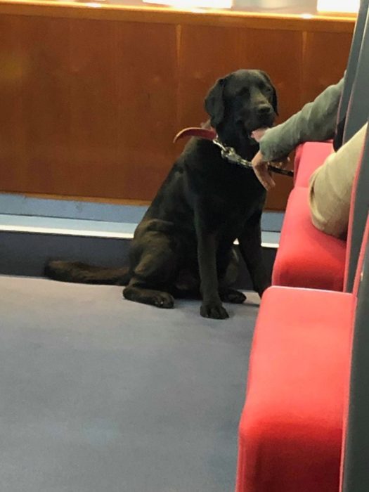 Una foto de Lass, la perrita labrador sentada a un lado de un sillón en donde está su dueño