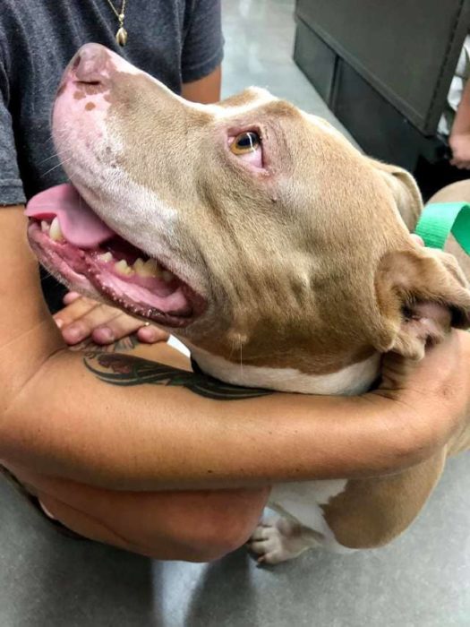 Perra, pit bull, café. blanco, siendo acariciada por una veterinaria