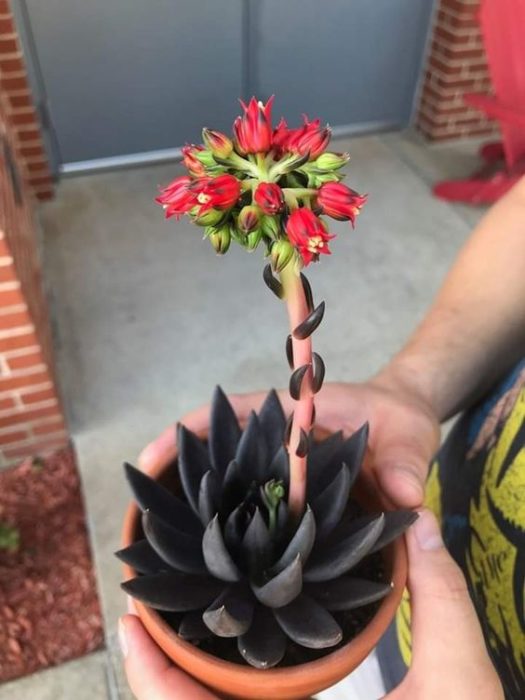 Susculenta negra dentro de una maceta anaranjada 