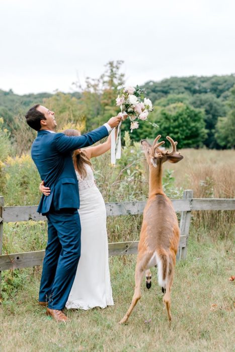 los novios sacan del alcance del ciervo el ramo aunque el animal se estira para ver si puede alcanzarlo