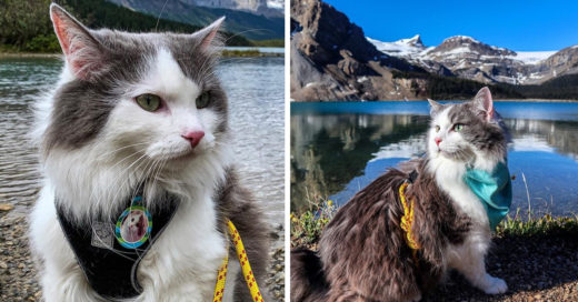 Conoce a Gary, el gatito aventurero