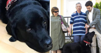 Perrita guía los paseos con su dueño con Alzheimer, con ella es imposible perderse