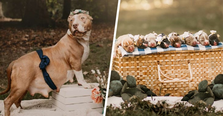 Esta pitbull tuvo la mejor sesión de fotos por su embarazo y es adorable