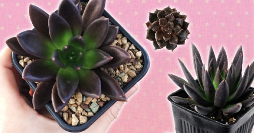 13 Suculentas negras para un toque dark en tu jardín