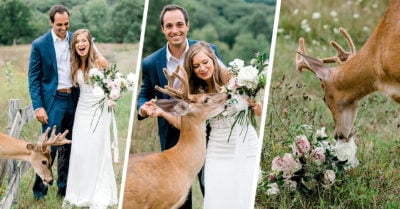 Ciervo interrumpe sesión fotográfica de boda y se convierte en el protagonista