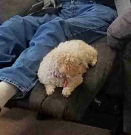 Abuelo recostado en un sofá reclinado mientras su perrito puddle está sentado al final del sofá 