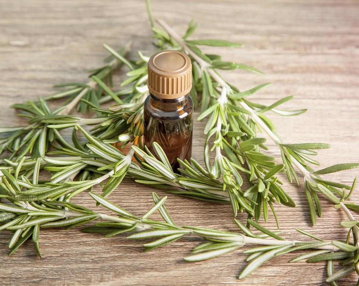 Aromatica rosemary