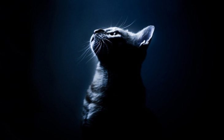 Gato en la oscuridad