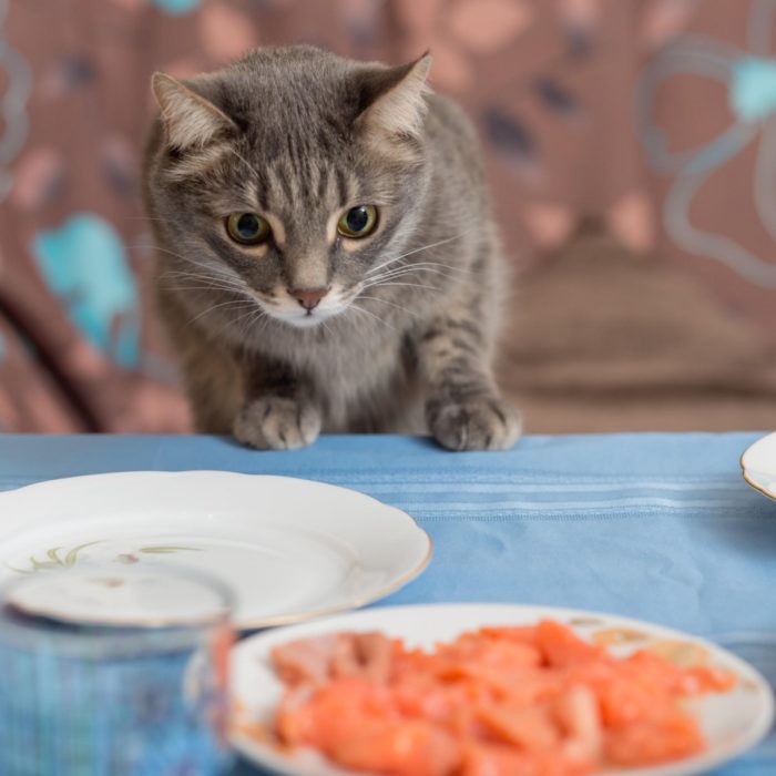 Gato observando comida