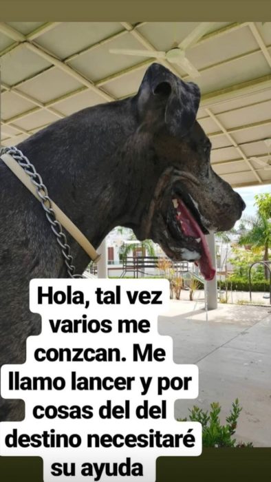 Perro gran danés adulto de color gris con manchas negras, vende helados para costear su tratamiento