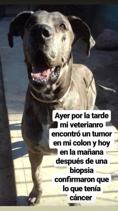 Perro gran danés adulto de color gris con manchas negras, vende helados para costear su tratamiento