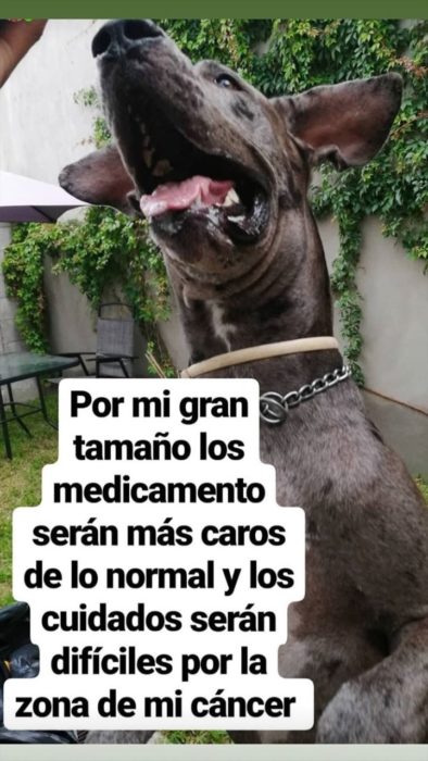 Perro gran danés adulto de color gris con manchas negras, vende helados para costear su tratamiento