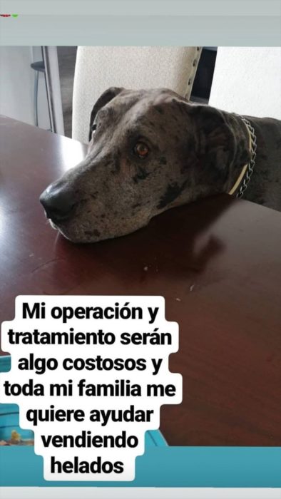 Perro gran danés adulto de color gris con manchas negras, vende helados para costear su tratamiento