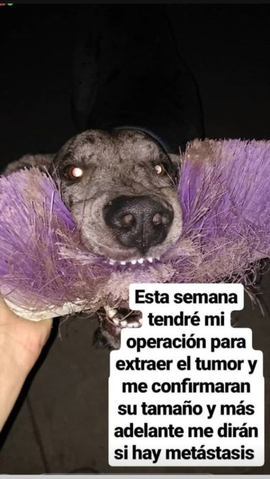 Perro gran danés adulto de color gris con manchas negras, vende helados para costear su tratamiento