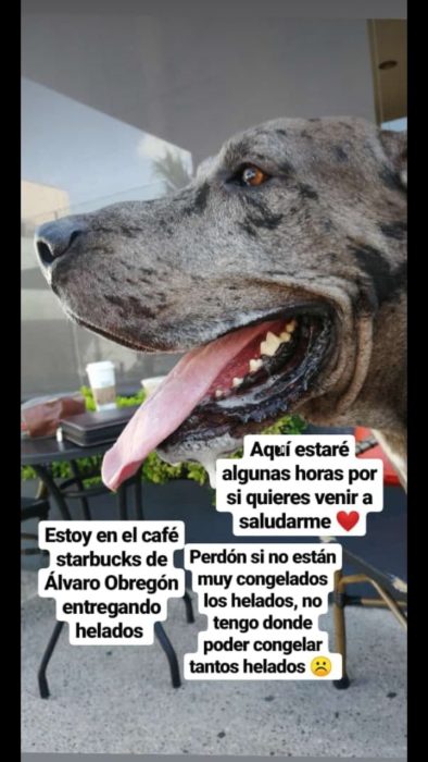 Perro gran danés adulto de color gris con manchas negras, vende helados para costear su tratamiento