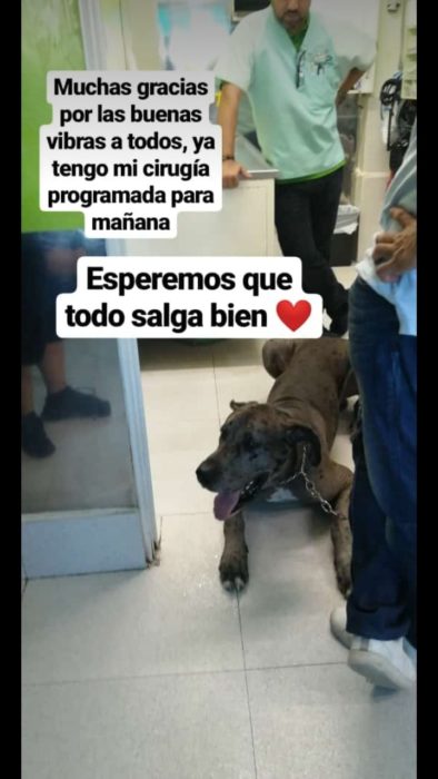 Perro gran danés adulto de color gris con manchas negras, vende helados para costear su tratamiento