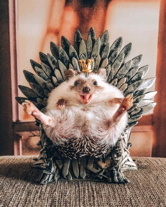 Mr. Pokee Game of Thrones