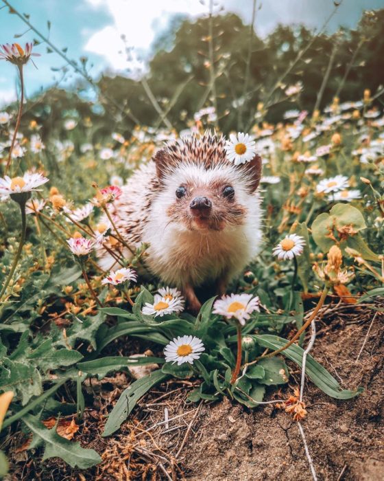 Mr. Pokee en la naturaleza