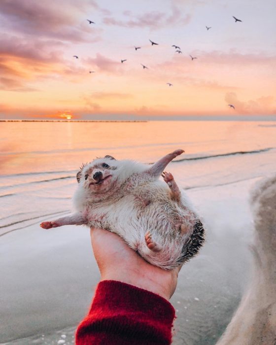 Mr. Pokee en la playa