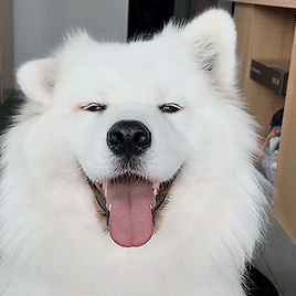 Gif de perro husky blanco moviendo las orejas feliz