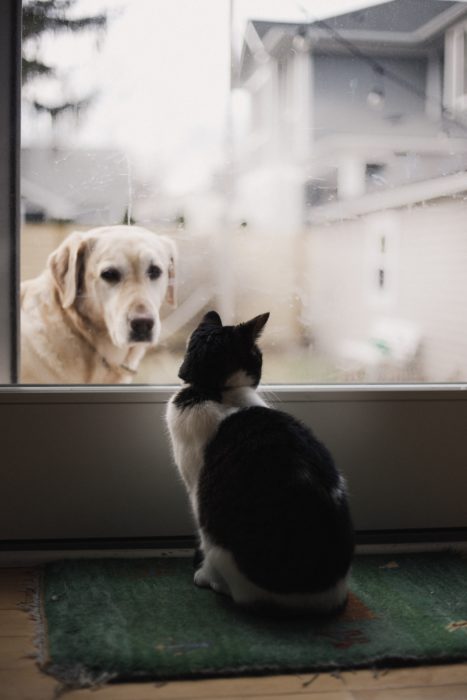 Gatito asomándose a molestar a un perro