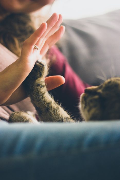 Gatito dándole la manita a su dueña