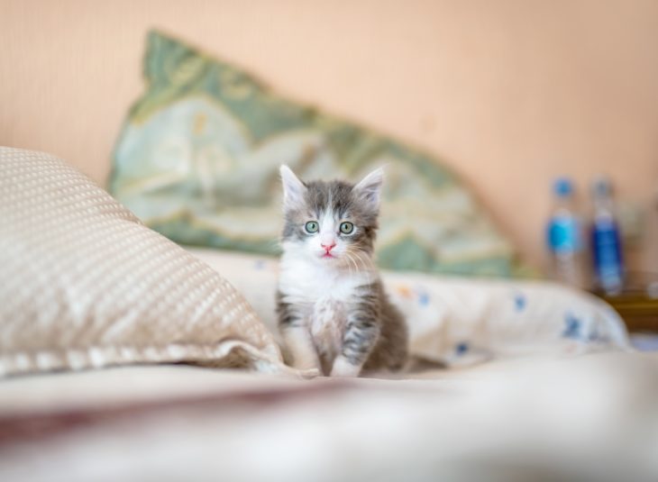 Gatito sobre la cama