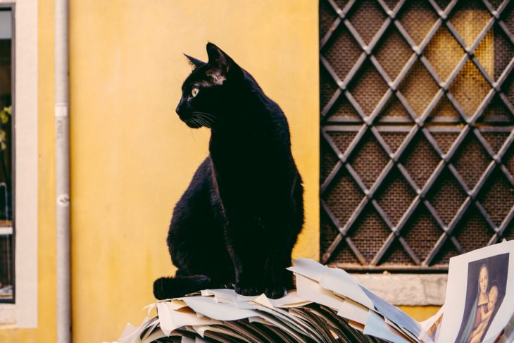 Gato negro ignorando