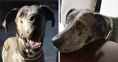 Perrito enfermo vende helados para pagar su costoso tratamiento