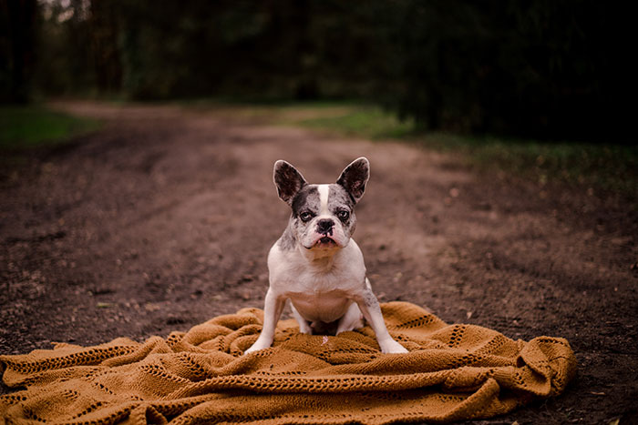 Perrito recostado sobre una manta mientras posa para la sesión de fotos de un calendario