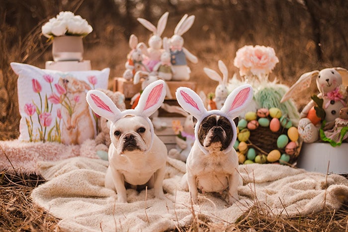 Perritos bulldog con orejas de conejo posando para una sesión de fotos de un calendario