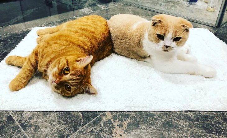 Calippo y Dorito los gatos pardos de Ed Sheeran recostados sobre el piso de mármol 