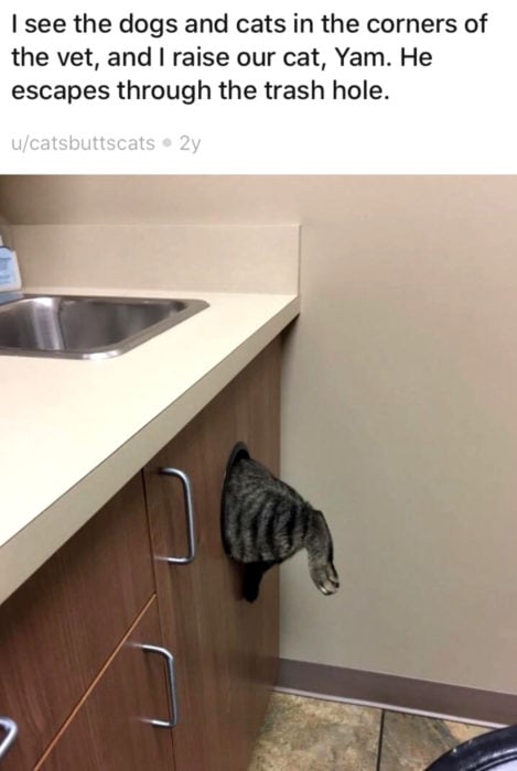 Gato tratando de esconderse del veterinario