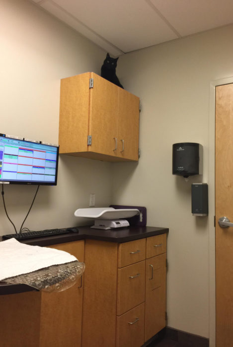 Gato negro tratando de esconderse del veterinario