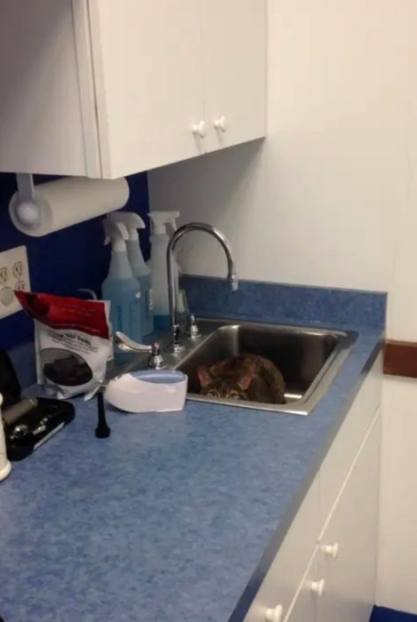 Gato atigrado tratando de esconderse del veterinario